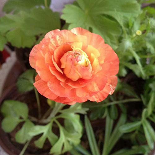 Echter Ranunkeln/Blumensträuße/Pflanzen im Boden kultiviert/aromatische botanische Gärten/-10 Blumenzwiebeln