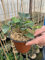 Hedera Hibernica (Edera Irlandese). Vaso 14. Pezzi 10.