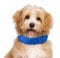 Simply 4 Pets Cooling Dog Collar – Adjustable, Comfortable & Durable – Advanced Cooling Technology for Pet Temperature Regulation – Ideal for Hot Weather, Outdoor Activities, Walks & Playtime (S)