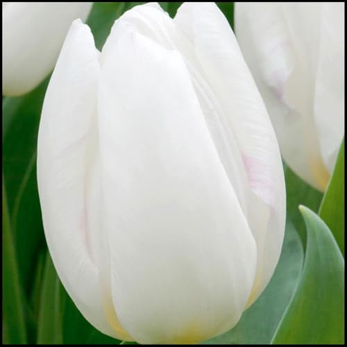 Mysteriöse magische Glühbirne, Mehrjährige Blumenzwiebel ist winterhart,Winterhart zwiebeln, 2025 Winterhart pflanzen-5 Tulpen Zwiebeln -I