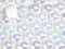 5mm 250pcs Flat Back Non-Stick Half Pearl Crystal Diamantes Nail Art & Craft Scrapbooking Embellishments 48 Available Colours