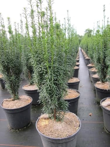 Taxus baccata Litfaß - Säuleneibe Litfaß - 30-40
