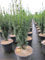 Taxus baccata Litfaß - Säuleneibe Litfaß - 30-40
