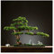 Künstlicher Bonsai-Baum 17-Zoll-hohe künstliche Kiefer-Bonsai-Verzierung, eine neue chinesische Simulation einladende Kiefer, Kunstbaum für Tee-Raum (mit Reinigungsbürste) Pflanzendekoration ​Künstlic