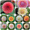 tubérculos de dalia resistentes - bonsái de jardín bulbos de dalia - tubérculos de dalia resistentes Plantas de jardín perennes resistentes Bulbos de floración primaveral para balcones 6pcs