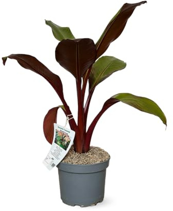 Attitude Jardin – Bananenbaum rot maurelli – Außenpflanze – 70-80 cm – ⌀ 21 cm