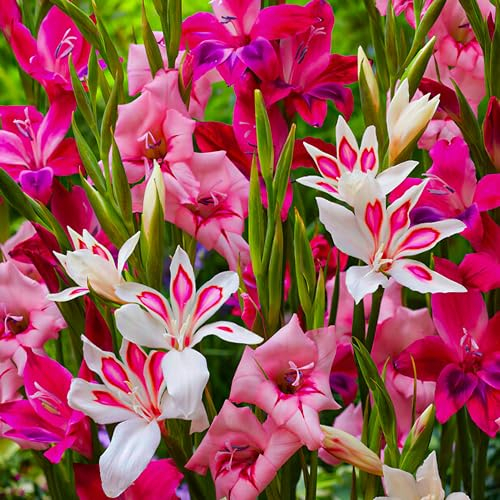 50x Collezione Gladiolo Botanico Nanus Mix, 50 bulbi, mix di bulbi da fiore per giardino e vasi, mix di 7 colori e varietà, fiori e piante dall'Olanda (senza semi, non artificiali e resistenti)