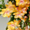 comprar semillas de cactus navideños flores de jardin, plantas de exterior planta schlumbergera Semillas de flores de, plantas en macetas resistentes flores de jardín perennes 200pcs