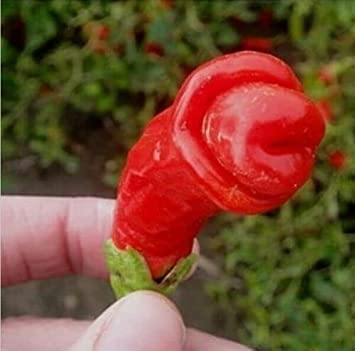 25 SEMI PEPERONCINO PETER PEPPER:Seeds