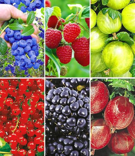 BALDUR Garten Beerenobst-Kollektion,6 Pflanzen, süße, saftige Früchte, viele Vitamine, mehrjährige, winterharte Obstpflanzen, ideal für Naschgarten, pflegeleicht