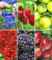 BALDUR Garten Beerenobst-Kollektion,6 Pflanzen, süße, saftige Früchte, viele Vitamine, mehrjährige, winterharte Obstpflanzen, ideal für Naschgarten, pflegeleicht