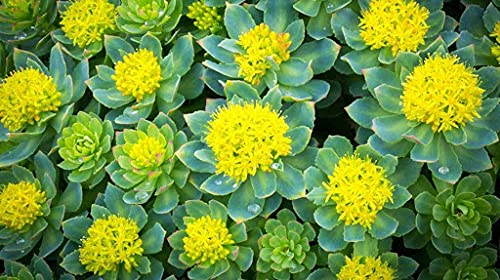 Aamish Rhodiola rosea Pflanze Samen
