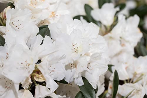Rhododendron 30-40 cm Topf Rhododendron roxieanum immergrün winterhart | Rhododendron roxieanum var. oreonastes, immergrün, weiß blühend Mai-Juni, halbschattig bis schattig, winterhart bis -18 °C