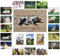 Bauernhof Tiere Postkarten - 20 verschiedene Tierpostkarten-set ideal für Sammler und Postcrossing (Schafe, Schweine, Kühe, Pferde, Enten)
