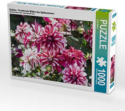 CALVENDO Puzzle Dahlien - Prachtvolle Blüten des Spätsommers | 1000 Teile Lege-Größe 64 x 48 cm Foto-Puzzle für glückliche Stunden