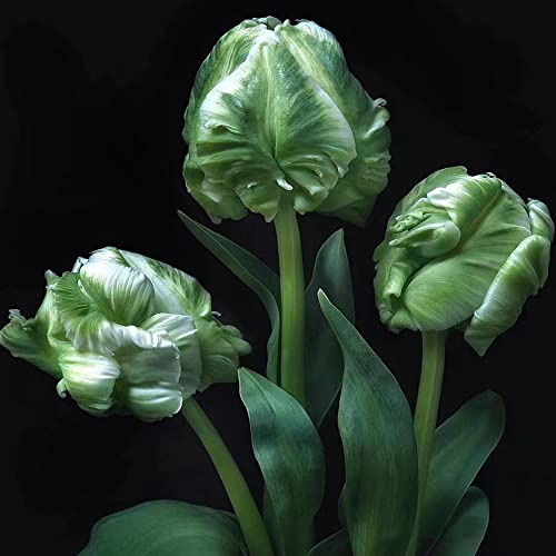 3 Stück tulpenzwiebeln kaufen winterhart mehrjährig tulpen zwiebeln - Seltene Pflanzen serie - topfpflanzen stauden blumenzwiebeln winterhart winterlinge zwiebeln frühlingsblumen