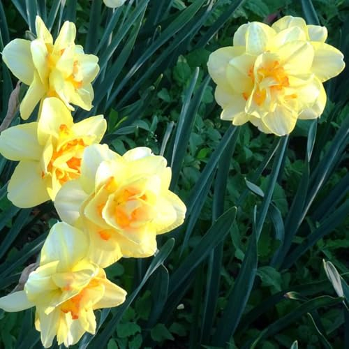 16 pcs narzissen blumen zwiebeln zimmerpflanze balkon blumen, winterharte pflanzen blumen, dekopflanzen blumenzwiebeln frühblüher, gartenblumen bodendecker frühlingsblumen nachhaltige