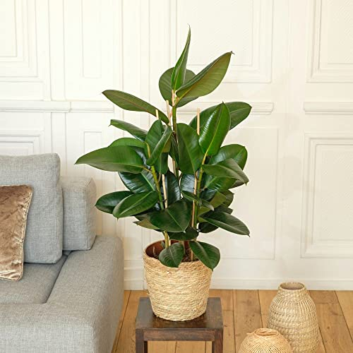 Fleurs et Délices - Plante verte - Plante d'intérieur - Ficus Elastica Robusta - 90/100 CM - avec cache pot - Fabrication Française Artisanale - Plante à Offrir