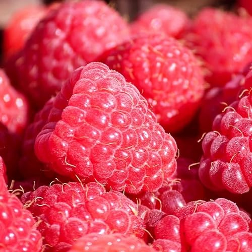 Himbeere 'Schonemann' - Rubus idaeus 'Schonemann' - Strauch, C