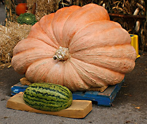 5 GIGANTE Atlantic Giant SEMI DI ZUCCA 2017