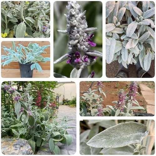 150 pcs Wollziest Bodendecker Pflanze Kaufen Samen, kräuter samen pflanztöpfe steingartenpflanzen winterhart Wollziest Stachys Byzantina, heilkräuter nachhaltige geschenke hochbeet