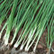 semi di erba cipollina - piante in vaso - Piante rare - semi di d'appartamento erbacee erbe aromatiche orto erbe aromatiche da cucina verdi in vaso giardino bonsai pianta da 100pcs