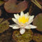 Blumixx Stauden Nymphaea Hybride 'Paul Hariot' - Seerose 1,0 Liter Topf gelb bis kupferrot blühend