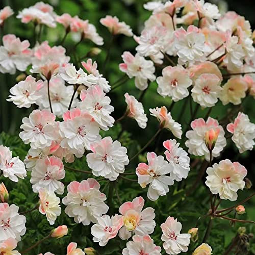 Semi Geranio Odoroso (Pelargonium Hortorum), Unico Decorazione Giardino, Perenne Può Durare Giardino Piante Bonsai Semi Fiori Domestico Giardino Esterno Fiori Decorativi - 50 Pezzi (Bianco)