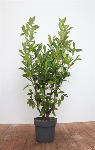 Prunus laurocerasus 'Genolia' -R- 125-150 cm - Kirschlorbeer, immergrün, schmaler Wuchs, ideal als Hecke, winterhart, pflegeleicht
