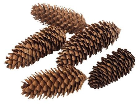 Unbekannt Zapfen Fichtenzapfen Braun Deko Natur Tischdeko Weihnachten Advent Basteln Herbst 5 Stück