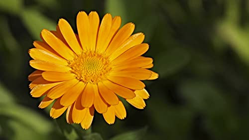 50 Semillas de Caléndula (Calendula officinalis) Naranja