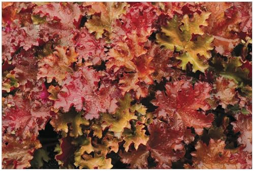 3 x Heuchera Hybride 'Peach Crisp' im 1 Liter Topf (Staude/Winterhart/Bodendecker/Mehrjährig/Immergrün) Purpurglöckchen - Sonnengeküsstes Laub für traumhafte Beete - von Stauden Gänge