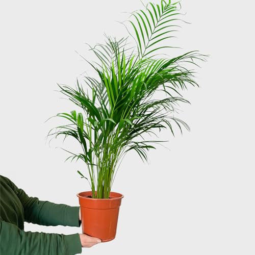 Goldfruchtpalme 100-110 cm – Arecapalme Dypsis Lutescens – Pflanze frisch aus der Gärtnerei – Große luftreinigende und pflegeleicht Zimmerpflanze – Ideal für Wohnzimmer & Büro – Green Me Up