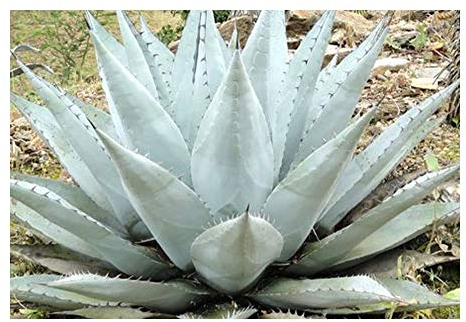 Agave havardiana - Winterharte Agave - 10 Samen