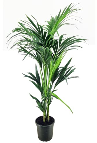 Plant in a Box - Howea forsteriana - Kentia Farn-Palme - Zimmerpflanze - Immergrün - Topf 21cm - Höhe 130-140cm
