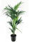 Plant in a Box - Howea forsteriana - Kentia Farn-Palme - Zimmerpflanze - Immergrün - Topf 21cm - Höhe 130-140cm