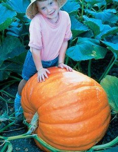 importazioni statunitensi di US Atlantic Giant Pumpkin Re delle Zucche generazione ibrida 5 semi