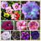 Hochwertige und seltene Blumenzwiebeln, extrem kältebeständig, in verschiedenen Sorten, Bonsai, hervorragende Dekoration für Innen und Garten.-1 hibiscus pflanzen