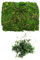 Fausse Mousse,200g Mousse Naturelle Séchée Mousse Artificielle Mousse Verte pour Artisanat Gazon de Jardin Réaliste pour Maison Jardin Patio Décoration Plantes en Pot Centres Table Terrariums Décor