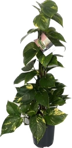 Efeutute (Epipremnum Aureum) am Moosstab – Große, Pflegeleichte, Luftreinigende Zimmerpflanze im Topf Ø 19 cm, Höhe ca. 80 cm