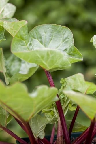 Rheum 'Holsteiner Blut' - Rhabarber, rote Stiele, Erntezeit April-Juni, ideal für Kuchen und Kompott, pflegeleicht und winterhart
