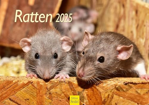Edition Seidel Premium Kalender Ratten 2025 Format DIN A3 Wandkalender Tierkalender Rattenkalender Ratte Nager Nagetier