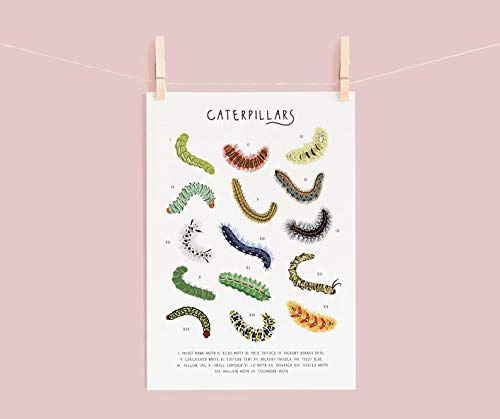 Raupe Poster Raupe Identifizierung Käfer Poster Kinderzimmer Wand Käfer und Insekten Naturgeschichte Poster Käfer Lustiges Geschenk Metallschilder 20,3 x 30,5 cm