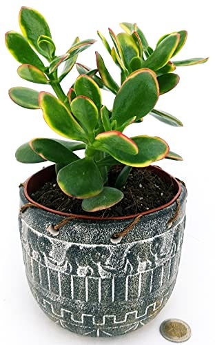 POWERS TO FLOWERS - CRASSULA OVATA VARIEGATA TRICOLOR, ALBERO DI GIADA, IN VASO CERAMICA AFRICA, pianta vera