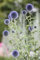 Echinops ritro ca. 9x9 cm Topf - Kugeldistel, stahlblaue Blüten, Blütezeit Juli-September, ideal für Rabatten, trockenheitsresistent, bienenfreundlich