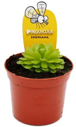 Plante carnivore, herbe grasse mexicaine - Pinguicula esseriana - Pot de 9 cm