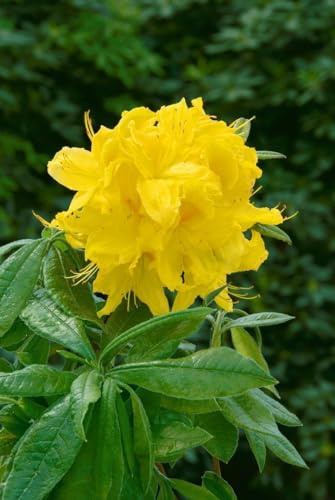 Azalee Rhododendron luteum Goldstück 40-50 cm winterhart
