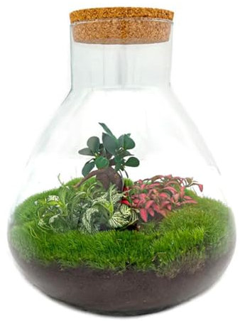 Flaschengarten Sam XL - mit Bonsai - DIY-Pflanzenterrarium - 35cm hoch