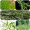 semi di dragoncello perenni resistenti erbe aromatiche da giardino dragoncello semi di ortaggi invernali, piante aromatiche per aiuole rialzate, giardino erbe sul balcone, 100pcs