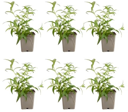Bloomique - 6er - Set - Nepeta Blue Moon (Katzenminze) - Winterhart - Mehrjährig - Bienenfreundlich - Höhe 10-20 cm - 9 - cm - Topf